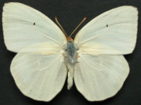 Catopsilia pyranthe crokera - Adult